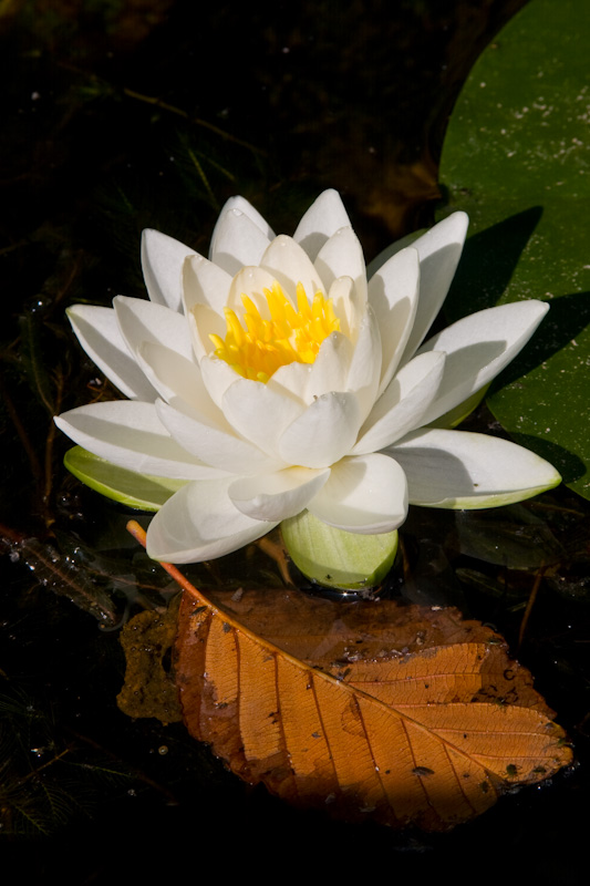 Fragrant Water Lily